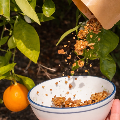 Orange Dream Fermented Buckwheat