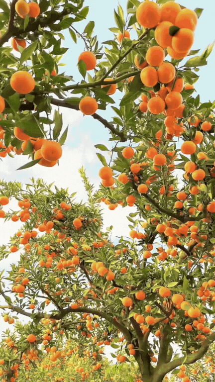 Orange Dream Fermented Buckwheat